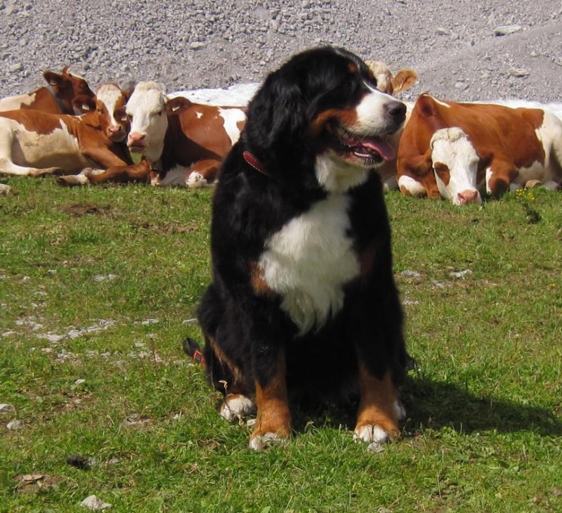 DUO CACIB Innsbruck 11.-12.8.2012