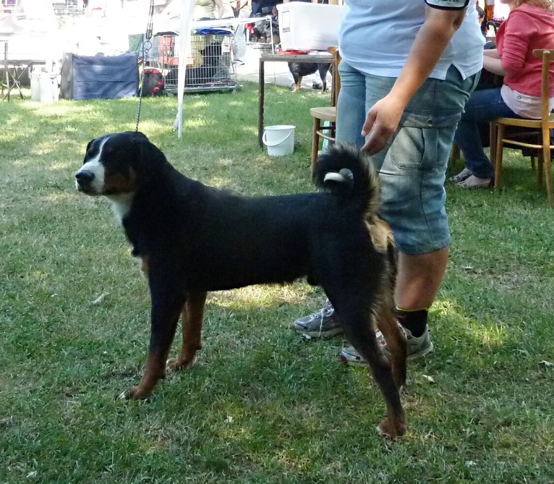 Cerbik 