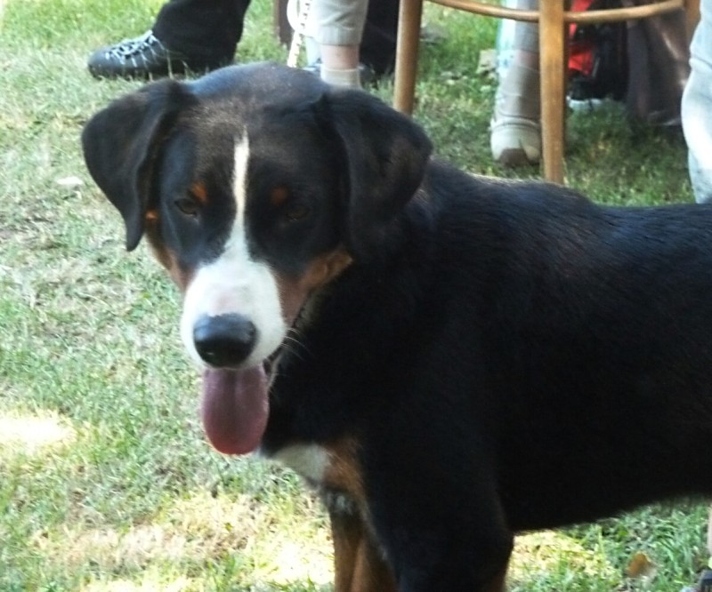 Cerbik2 