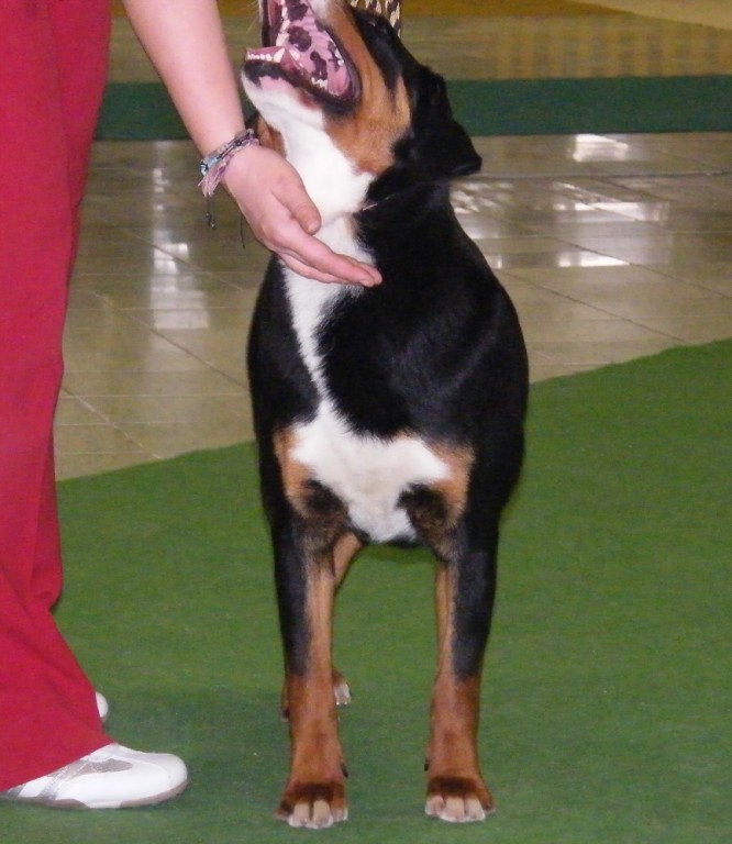DUO CACIB Nitra 24.-25.3.2012