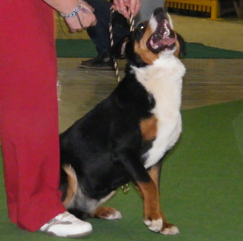 DUO CACIB Nitra 24.-25.3.2012