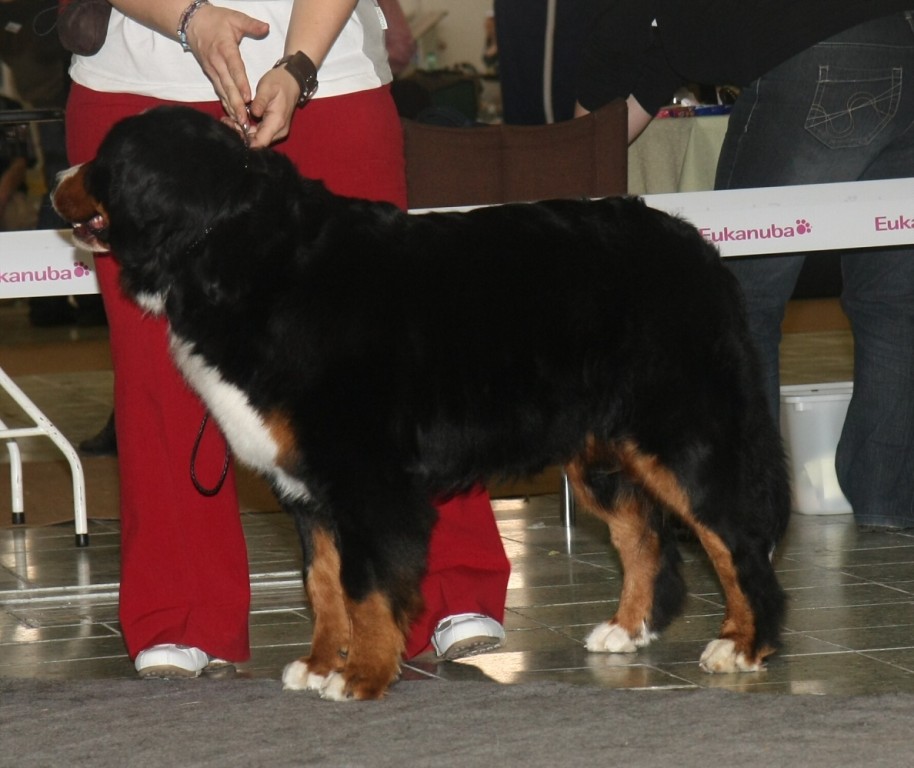 DUO CACIB Nitra 24.-25.3.2012