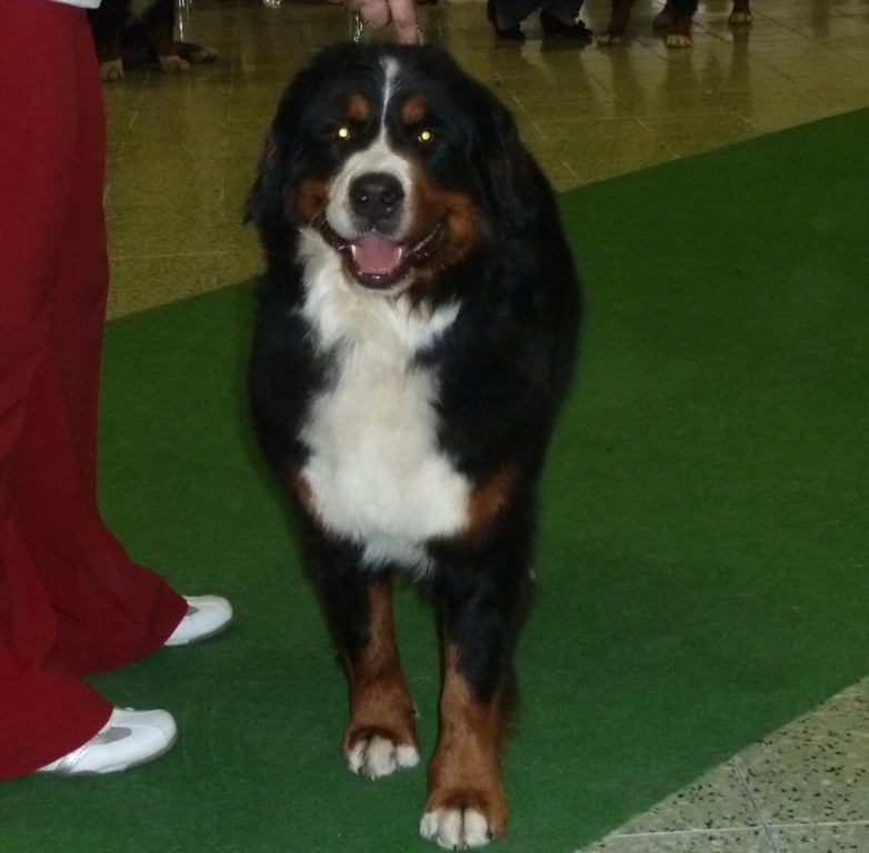 DUO CACIB Nitra 24.-25.3.2012