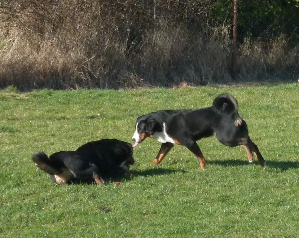 DUO CACIB Nitra 24.-25.3.2012