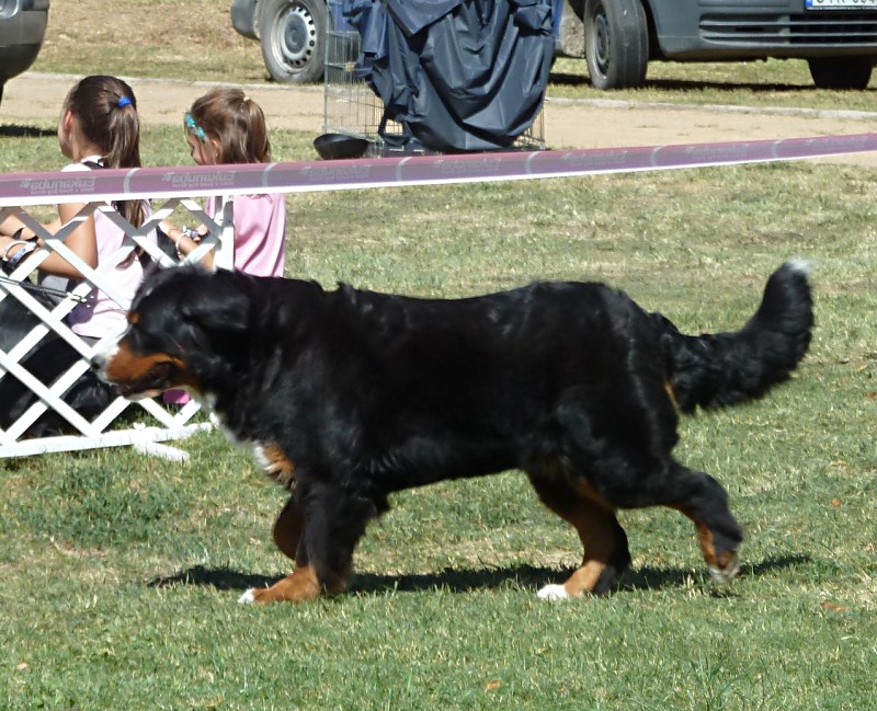 DUO CACIB Székesfehérvár 8.-9. 9. 2012