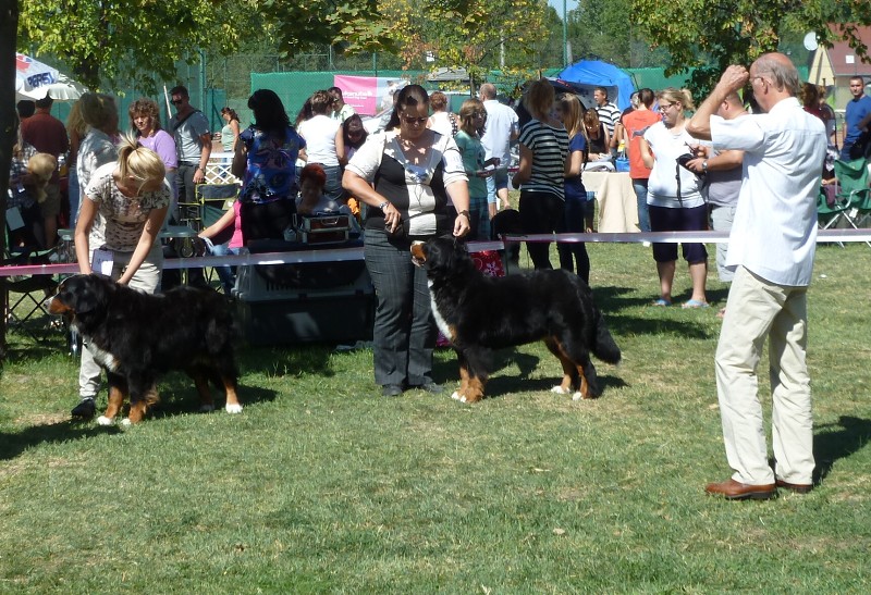 DUO CACIB Székesfehérvár 8.-9. 9. 2012