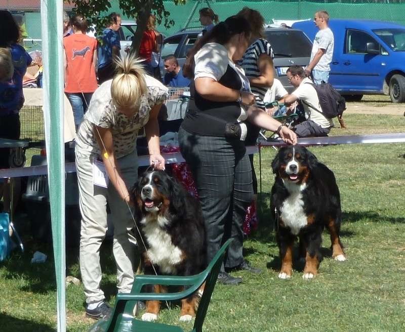 DUO CACIB Székesfehérvár 8.-9. 9. 2012