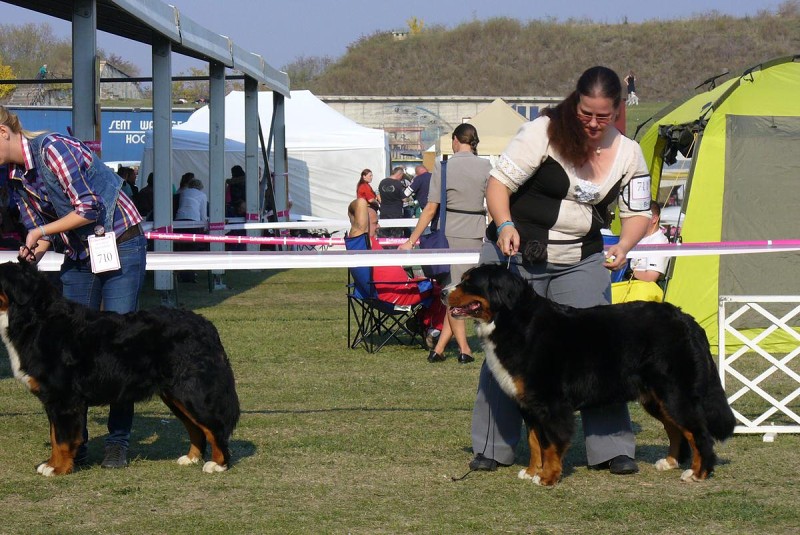 DUO CACIB Komárom  20.-21.10. 2012