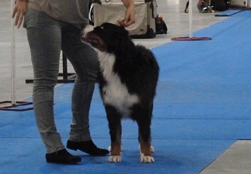 DUO CACIB Praha - 3.-4.11. 2012