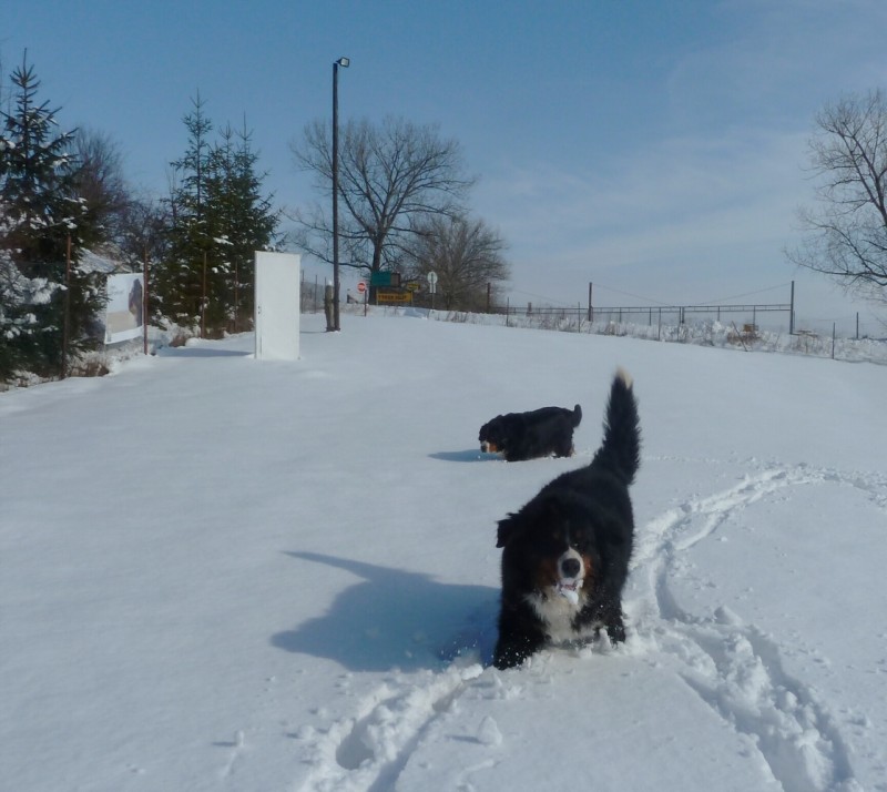 Zasněžený únor a naše smečka 24. 2. 2013