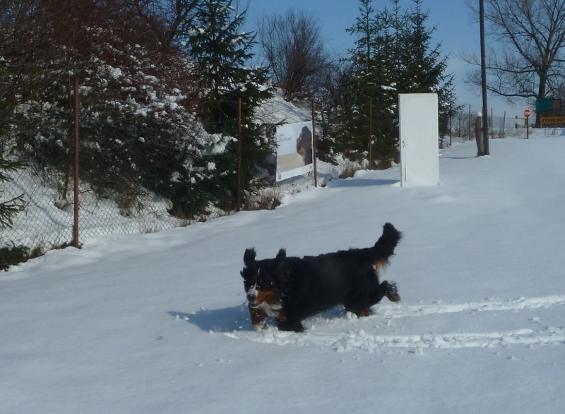 Zasněžený únor a naše smečka 24. 2. 2013