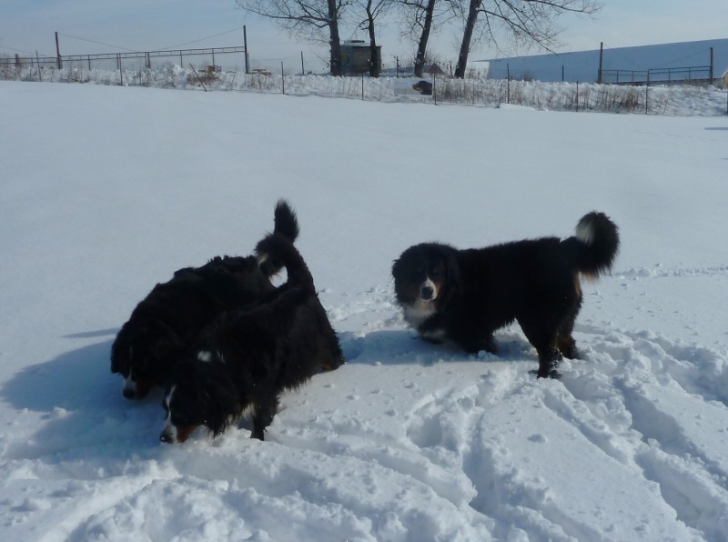 Zasněžený únor a naše smečka 24. 2. 2013