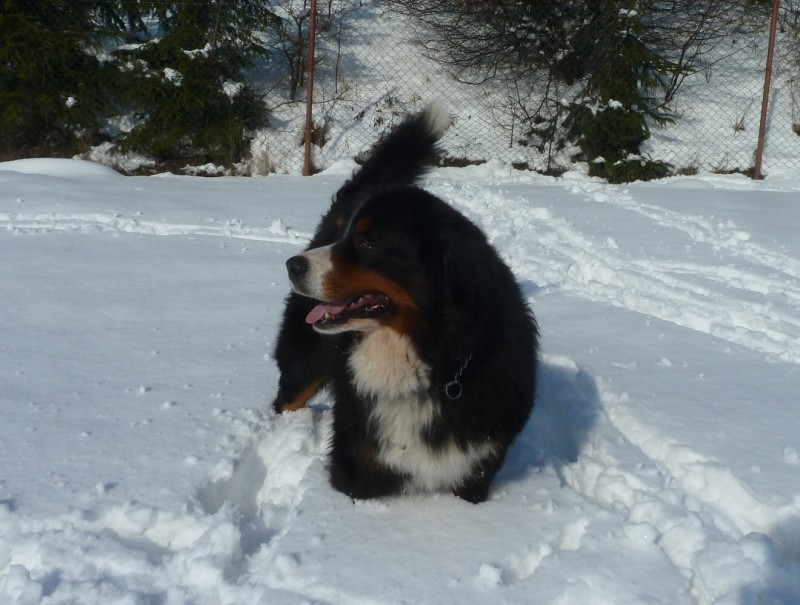 Zasněžený únor a naše smečka 24. 2. 2013