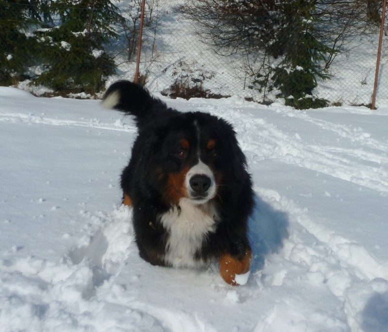 Zasněžený únor a naše smečka 24. 2. 2013