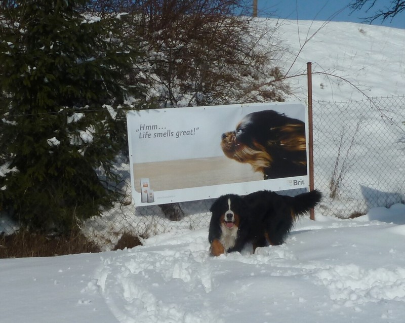 Zasněžený únor a naše smečka 24. 2. 2013