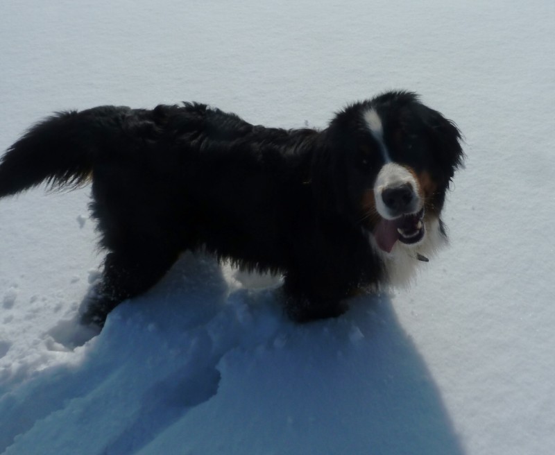 Zasněžený únor a naše smečka 24. 2. 2013