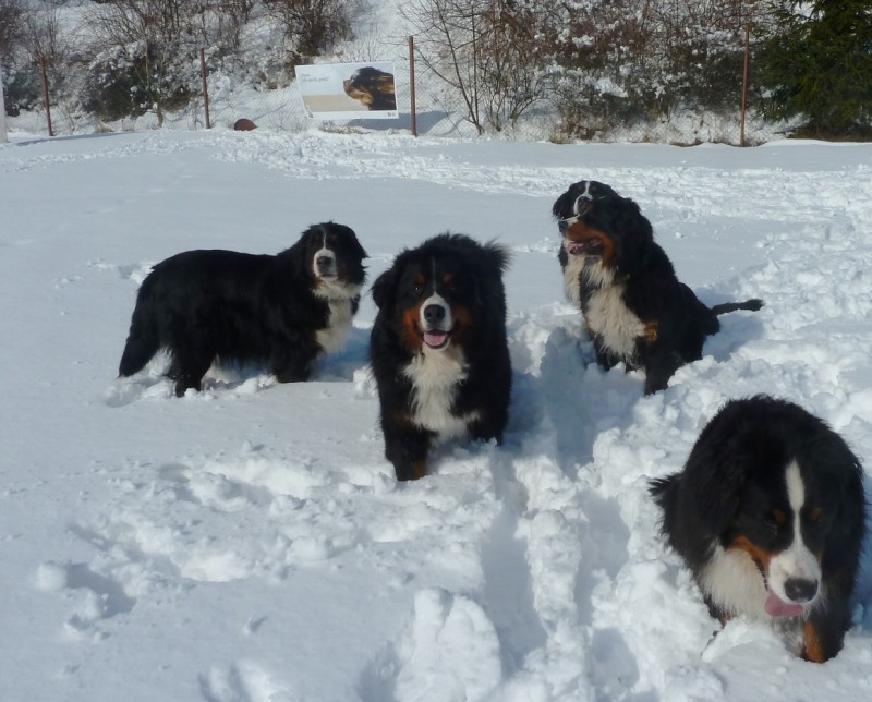 Zasněžený únor a naše smečka 24. 2. 2013