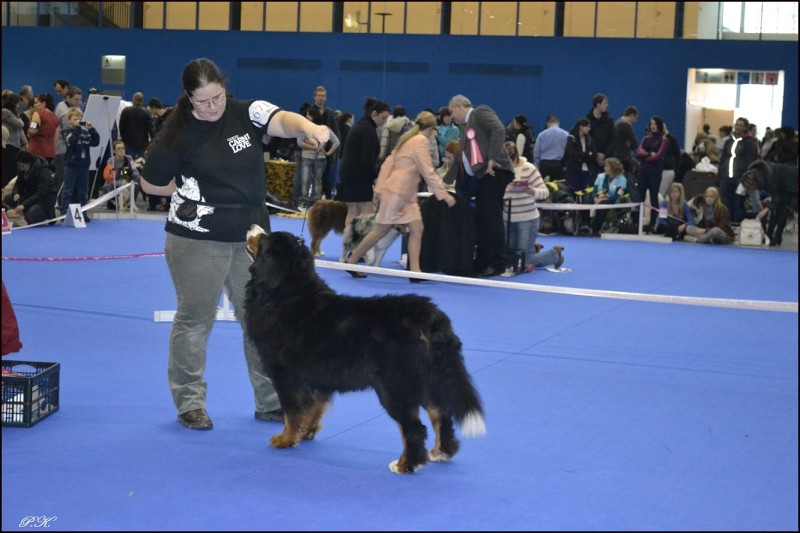 DUO CACIB Brno - 2.-3. 2. 2013  berner