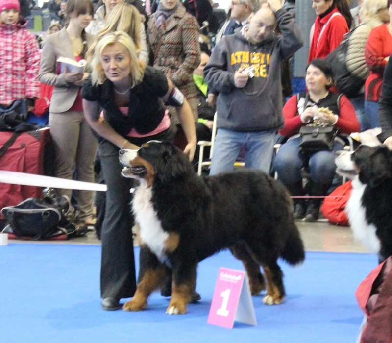 DUO CACIB Brno - 2.-3. 2. 2013  berner