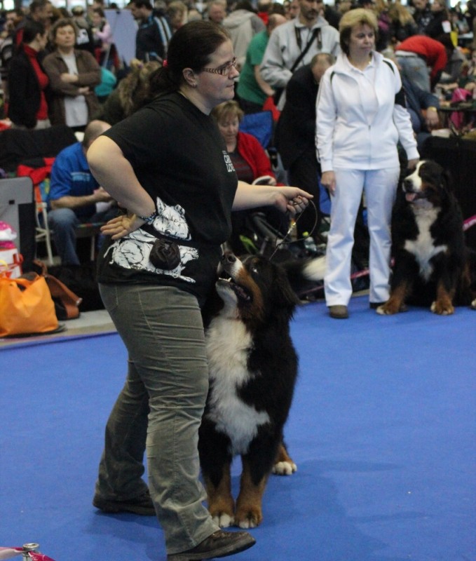 DUO CACIB Brno - 2.-3. 2. 2013  berner