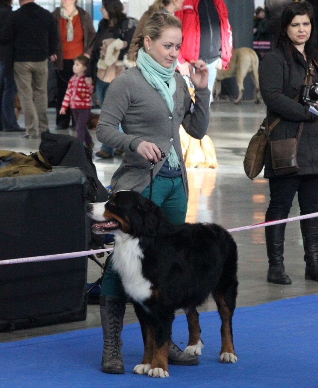 DUO CACIB Brno - 2.-3. 2. 2013  berner