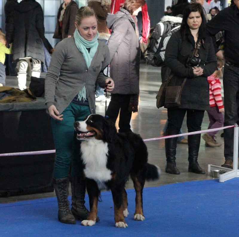 DUO CACIB Brno - 2.-3. 2. 2013  berner