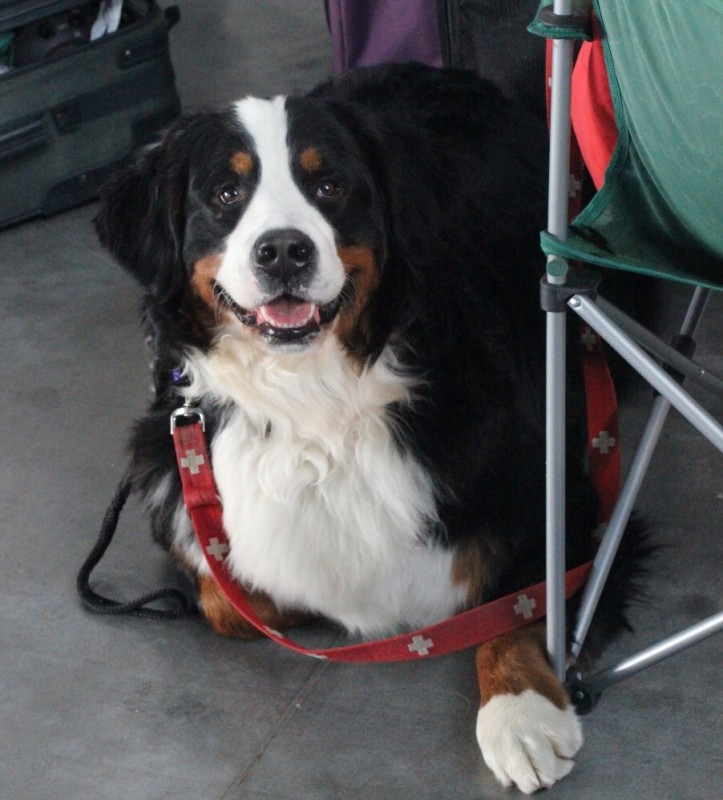 DUO CACIB Brno - 2.-3. 2. 2013  berner