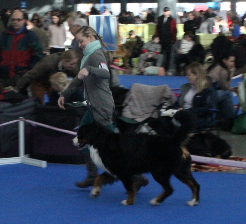 DUO CACIB Brno - 2.-3. 2. 2013  berner