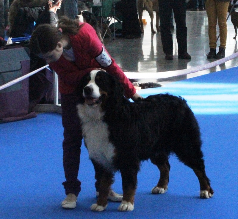 DUO CACIB Brno - 2.-3. 2. 2013  berner