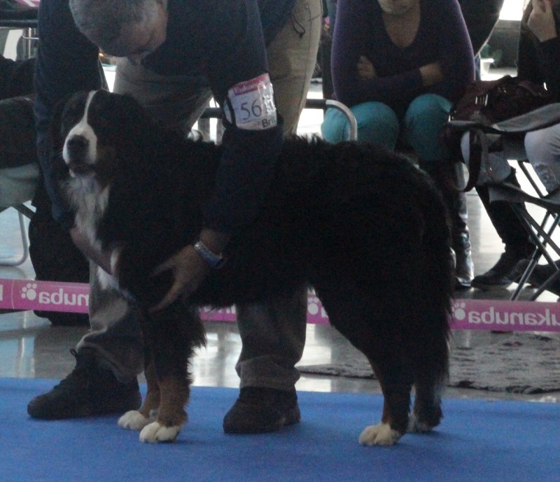 DUO CACIB Brno - 2.-3. 2. 2013  berner