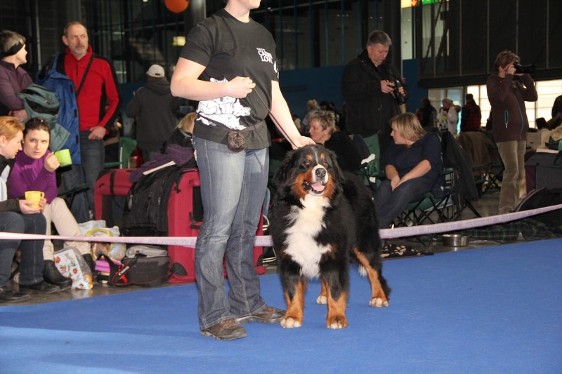 DUO CACIB Brno - 2.-3. 2. 2013  berner
