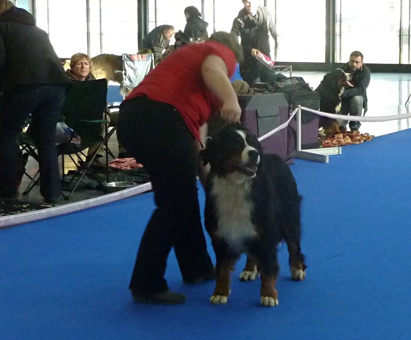DUO CACIB Brno - 2.-3. 2. 2013  berner