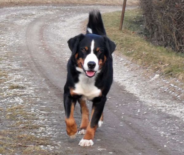 Zorro 