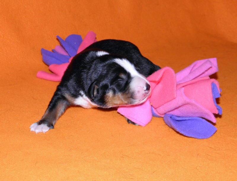 Vrh D appenzeller Queen Elsa  4dny