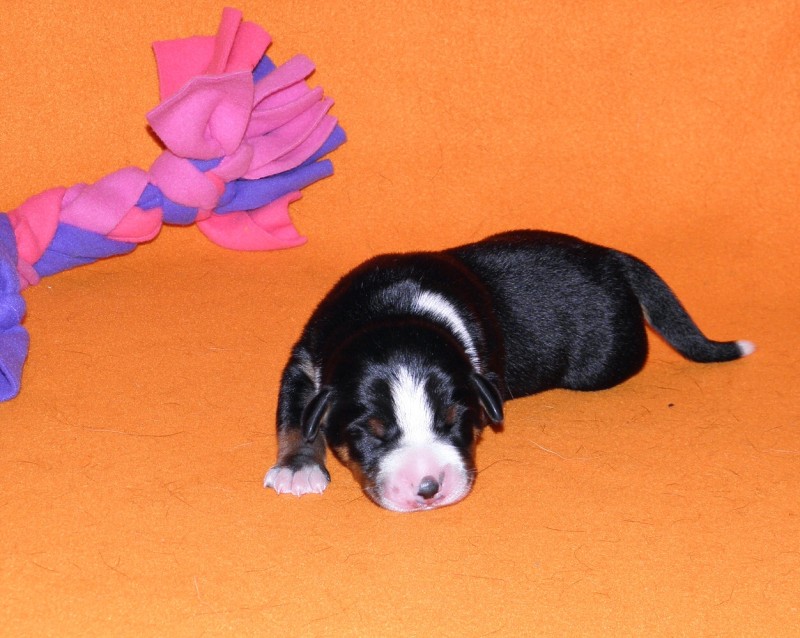 Vrh D appenzeller Queen Elsa  4dny