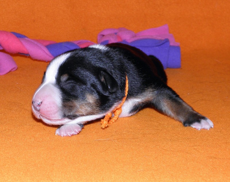 Vrh D appenzeller Queen Elsa  4dny
