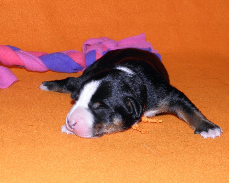 Vrh D appenzeller Queen Elsa  4dny