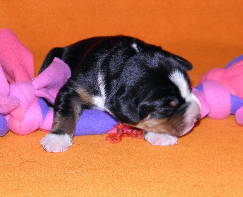Vrh D appenzeller Queen Elsa  4dny