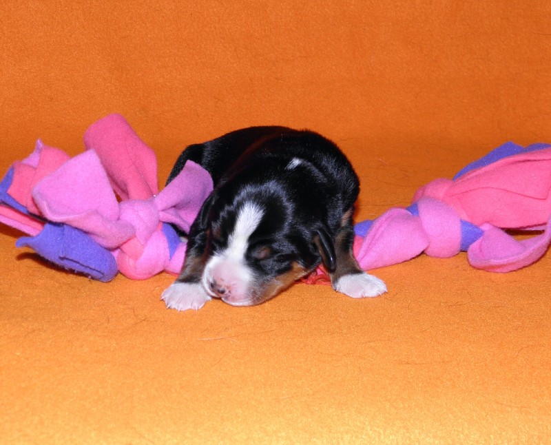Vrh D appenzeller Queen Elsa  4dny