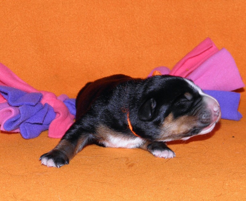 Vrh D appenzeller Queen Elsa  4dny