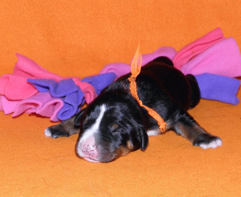 Vrh D appenzeller Queen Elsa  4dny