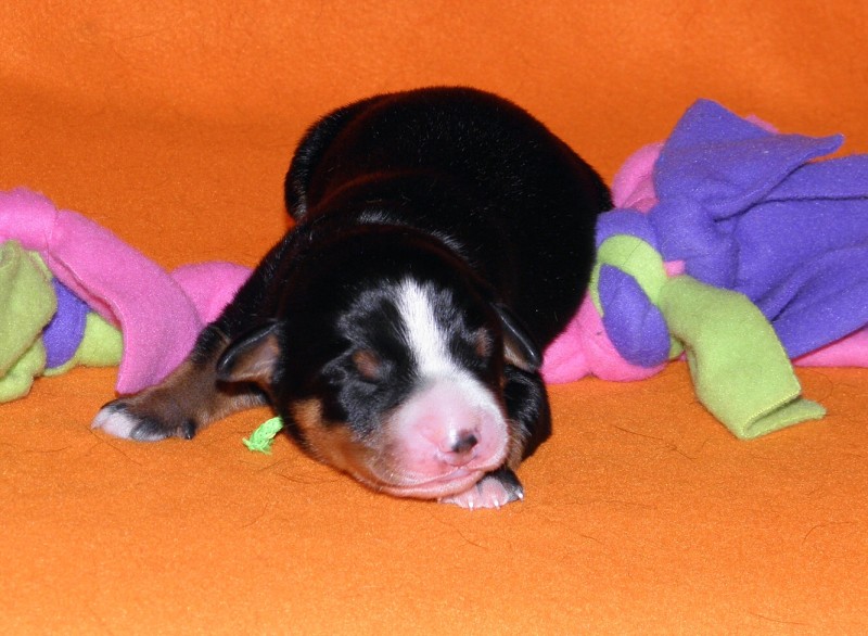 Vrh D appenzeller Queen Elsa  4dny