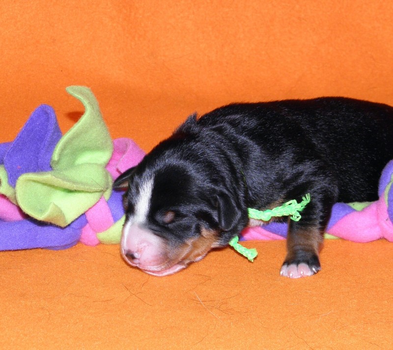 Vrh D appenzeller Queen Elsa  4dny