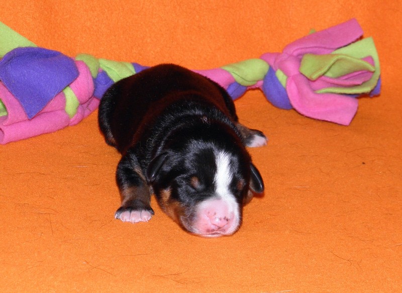 Vrh D appenzeller Queen Elsa  4dny