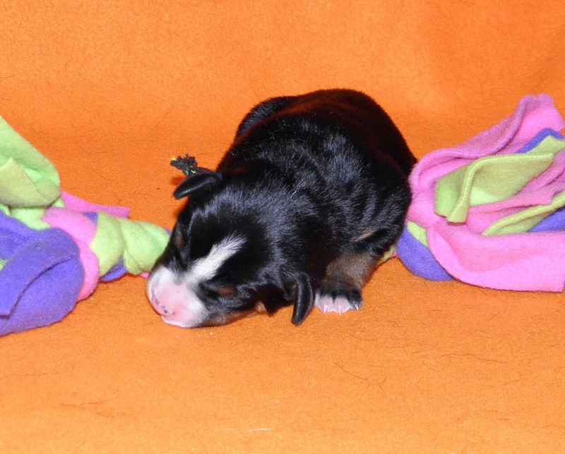 Vrh D appenzeller Queen Elsa  4dny