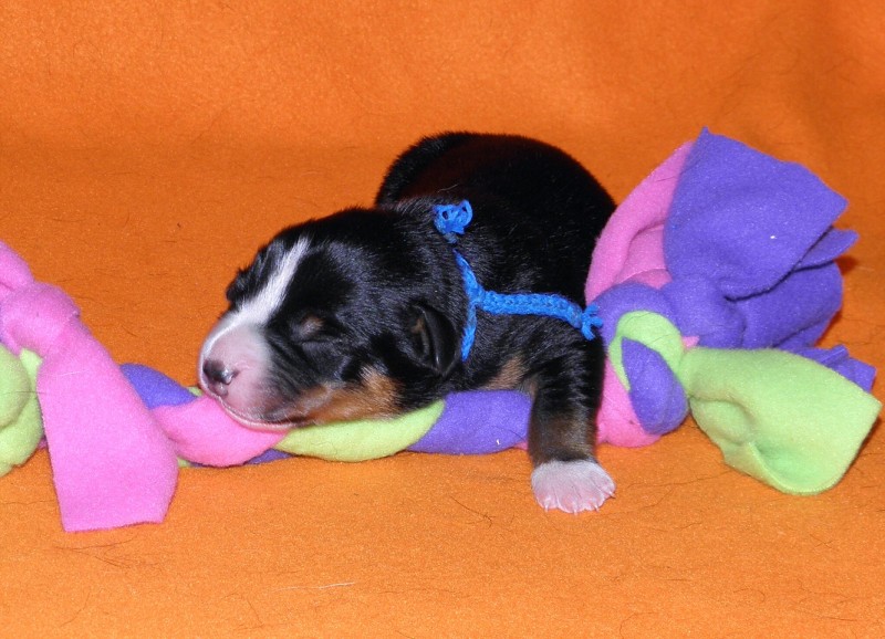 Vrh D appenzeller Queen Elsa  4dny