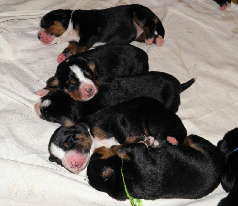 Vrh D appenzeller Queen Elsa  4dny