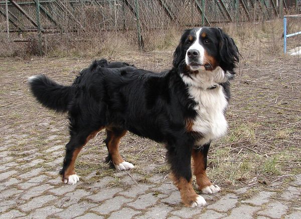 Chelsea Queen Elsa - 2 roky a 3 měsíce