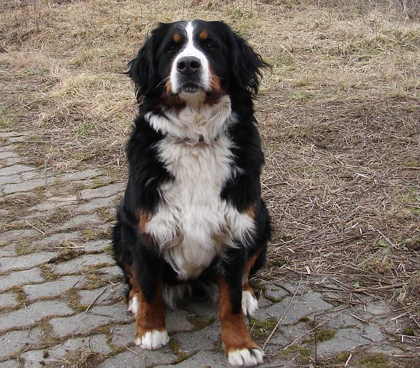 Chelsea Queen Elsa - 2 roky a 3 měsíce