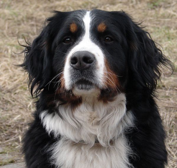 Chelsea Queen Elsa - 2 roky a 3 měsíce